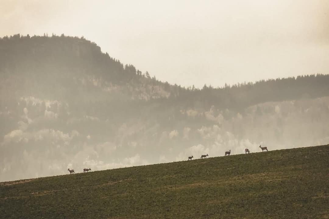 Wataha Pod Basztami - Wadera - Domki Caloroczne Radkow Eksteriør billede